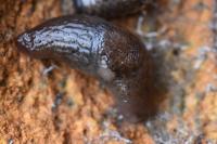 Deroceras invadens