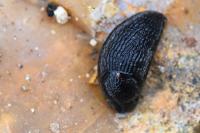 Arion hortensis