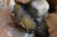 Arion hortensis
