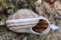 Cernuella aginnica