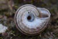 Cernuella aginnica