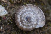 Cernuella aginnica