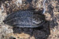 Arion fasciatus