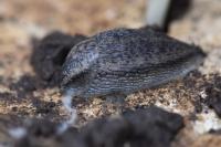 Arion fasciatus