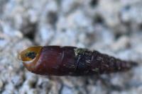 Clausilia bidentata