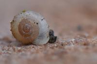 Vallonia costata