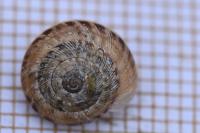 Xeroplexa intersecta