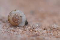 Vallonia costata