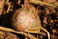 Cornu aspersum