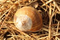 Helix pomatia