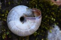 Cernuella virgata