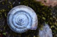 Cernuella virgata