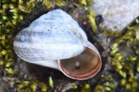 Cernuella virgata