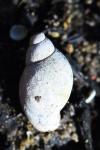 Stagnicola palustris