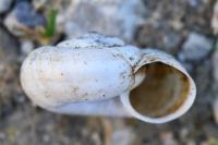 Helicella itala