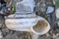 Helicella itala