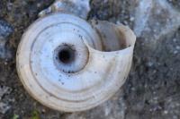 Helicella itala