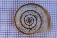 Helicella itala