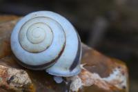Cepaea nemoralis