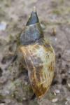 Lymnaea stagnalis
