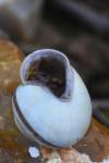 Cepaea nemoralis