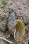 Lymnaea stagnalis