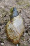 Lymnaea stagnalis