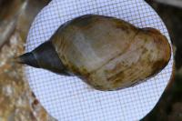 Lymnaea stagnalis