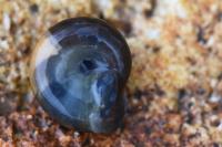 Oxychilus draparnaudi