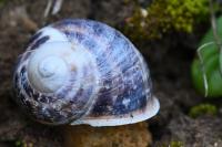 Cornu aspersum