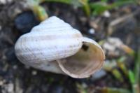 Cernuella virgata