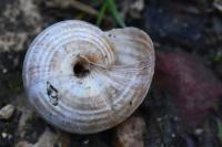 Cernuella virgata