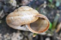 Cernuella virgata