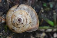 Cernuella virgata