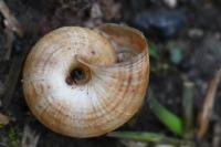 Cernuella virgata