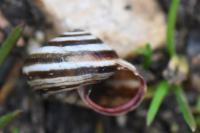 Cernuella virgata