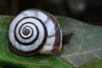 Cernuella virgata