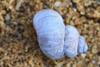 Pomatias elegans
