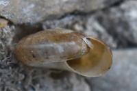 Oxychilus cellarius