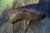 Tandonia budapestensis