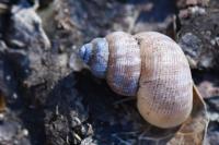 Pomatias elegans