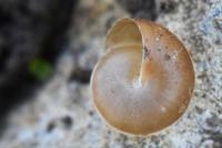 Hygromia cinctella