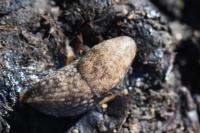 Deroceras reticulatum