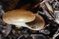 Oxychilus draparnaudi