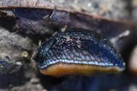 Arion hortensis