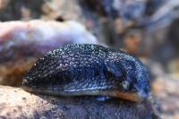 Arion hortensis