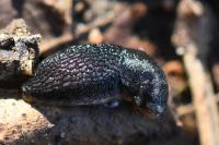 Arion hortensis