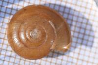 Oxychilus draparnaudi