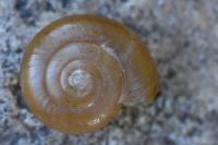 Oxychilus draparnaudi