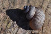 Pomatias elegans